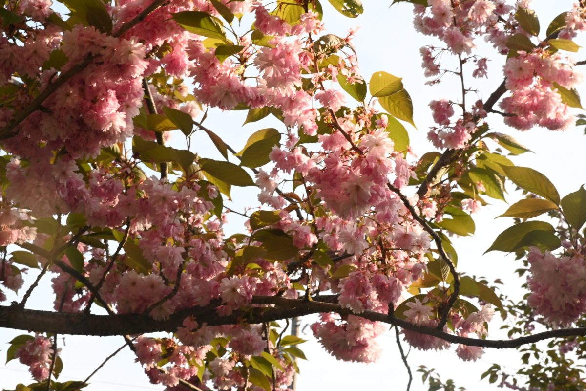 cherry blossoms