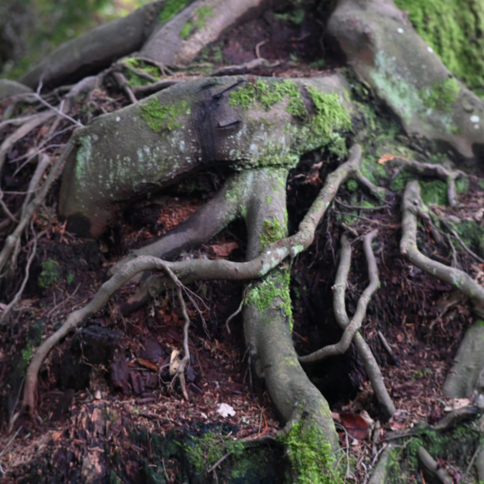 Forest Spirit Do