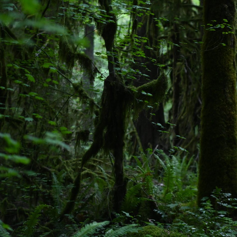 Forest Spirit Re